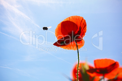 Mohnblumen Papaver rhoeas