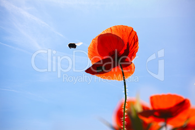 Mohnblumen Papaver rhoeas