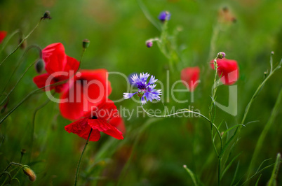 Mohnblumen Papaver rhoeas