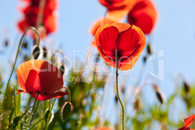 Mohnblumen Papaver rhoeas