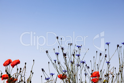 Mohnblumen Papaver rhoeas