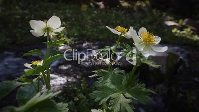 (1213s) Colorado Rocky Mountains Alpine Wildflowers Summer Tourism Waterfall LOOP
