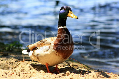 ente