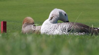 Ducks Shake On Windy  Golf Course