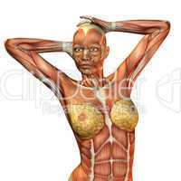 Muskelaufbau weiblicher Oberkörper