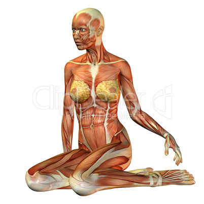 Muskelstudie Frau sitzend