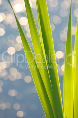 Reeds on the bank of lake