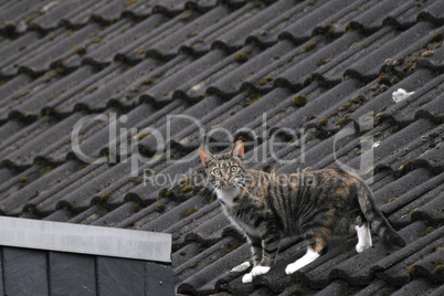 Katze auf dem Dach