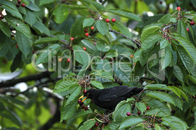 Amsel im Kirschbaum