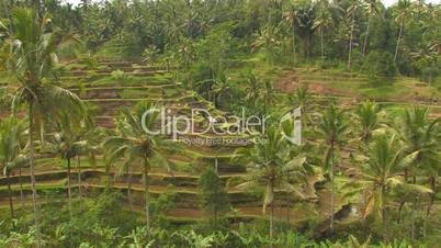 Terraced rice paddy fields, Bali