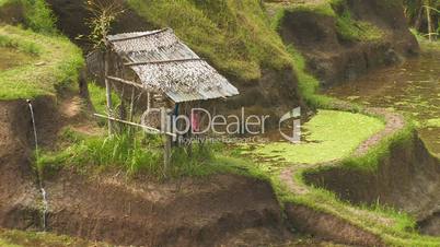 Terraced rice paddy fields, Bali