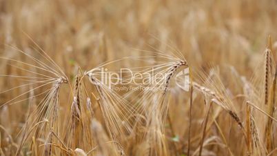 Cones on a wheaten field