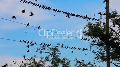 A flock of black birds