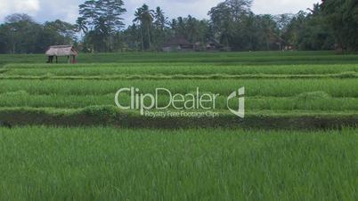 Rice Paddy Field with shadows of sun and clouds, Indonesia.