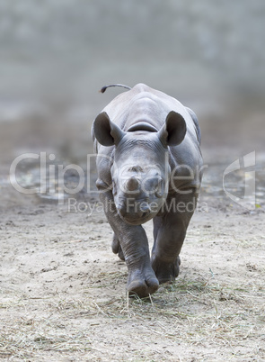 young rhino