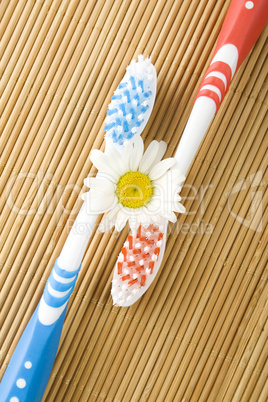 Two toothbrushes and chamomile