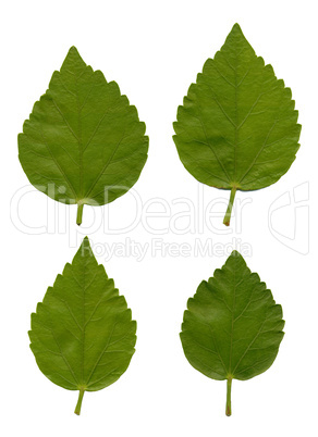 Leaves of Hibiscus