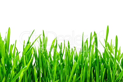 Green grass