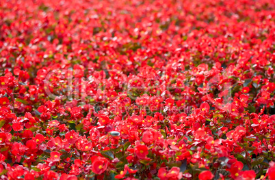 Red flowers