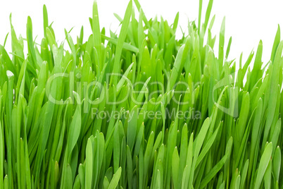 Green grass