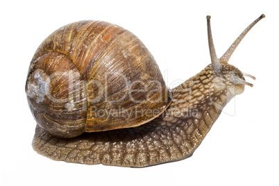 Snail