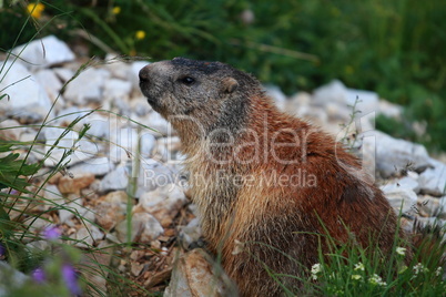 marmot