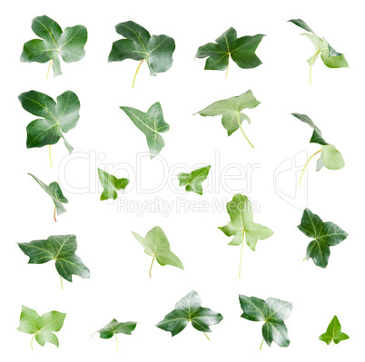 Green ivy leaves