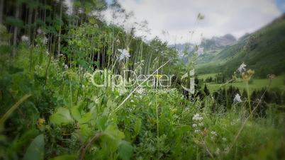 (1225) Colorado Mountains Summer Wildflowers Valley Aspen Meadow LOOP