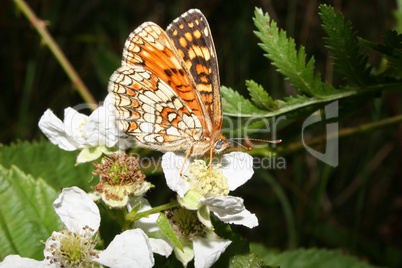 Wachtelweizen-Scheckenfalter / Heath Fritillary (Melitaea athali