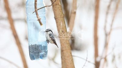 Birds in the park.