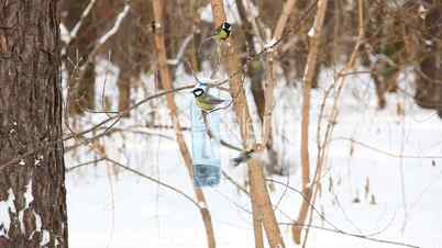 Birds in the park.