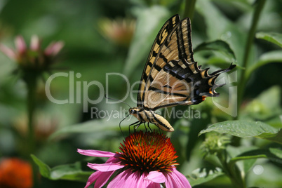 Tiger Swallowtail Butterfly