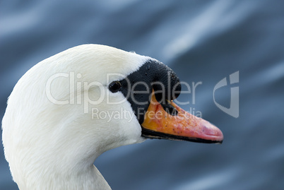 Swan portrait