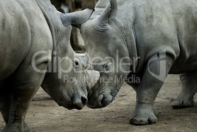 Rhinos fighting