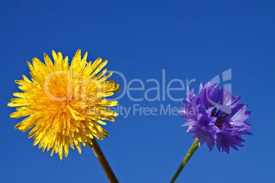 Löwenzahn und Kornblume