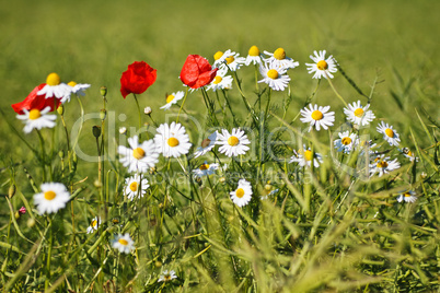 Sommerblumen