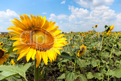 Sunflower field