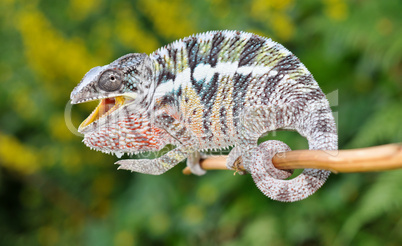 panther chameleon