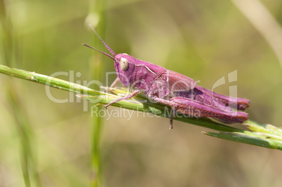 Pink grasshopper