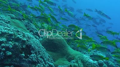 Schwarm Korallenfische am Korallenriff