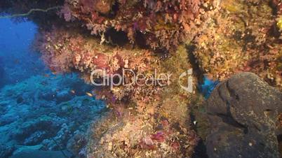 Korallensäule im Roten Meer