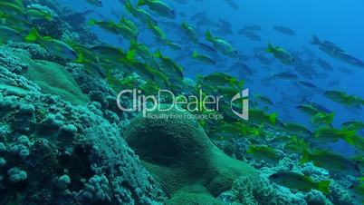 Fischschwärme am Korallenriff