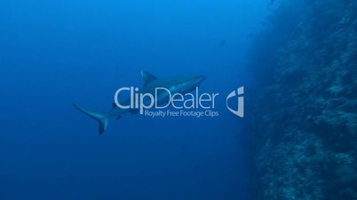 Grauer Riffhai, Rotes Meer