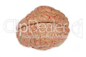 Medizinisches Gehirnmodell