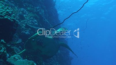Meeresschildkröte unter Wasser an Riff