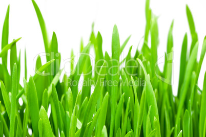 Spring grass close up