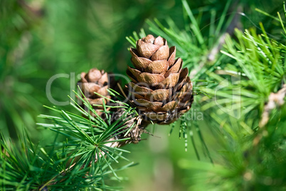 Cones