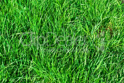 Green grass