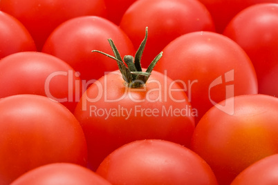 Tomato