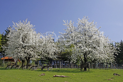 Frühlingslandschaft mit Kirschbäumen, Hagen
